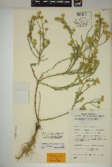 spécimen de Xanthisma gracile