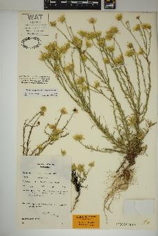 spécimen de Xanthisma gracile