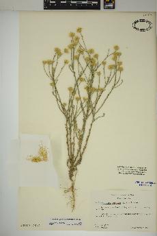spécimen de Xanthisma gracile