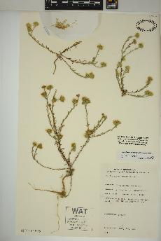 spécimen de Xanthisma gracile