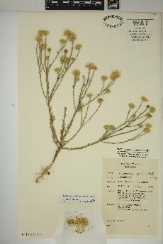 spécimen de Xanthisma gracile