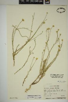 spécimen de Xanthisma gracile