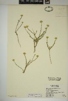 spécimen de Xanthisma gracile