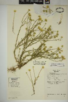 spécimen de Xanthisma gracile