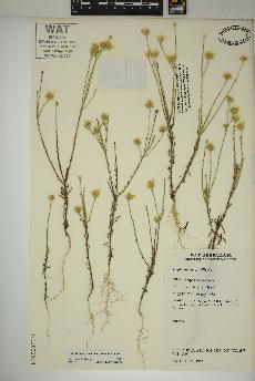 spécimen de Xanthisma gracile