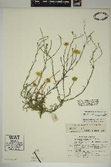 spécimen de Xanthisma gracile