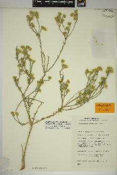 spécimen de Xanthisma gracile