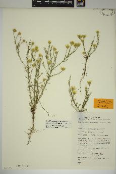 spécimen de Xanthisma gracile