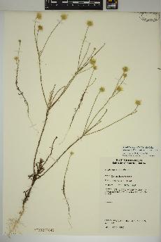 spécimen de Xanthisma gracile