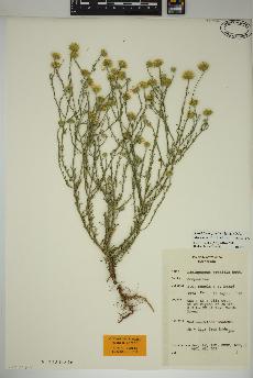spécimen de Xanthisma gracile