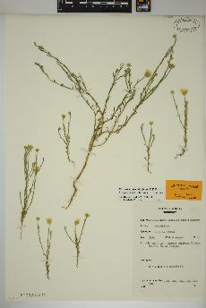 spécimen de Xanthisma gracile