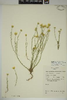 spécimen de Xanthisma gracile