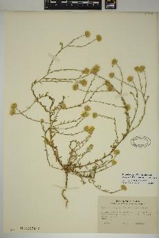 spécimen de Xanthisma gracile
