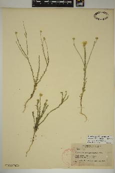 spécimen de Xanthisma gracile