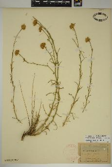 spécimen de Xanthisma gracile
