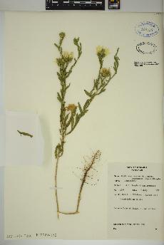spécimen de Xanthisma texanum