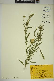spécimen de Xanthisma texanum