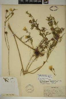 spécimen de Xanthisma texanum