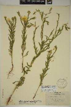 spécimen de Xanthisma texanum
