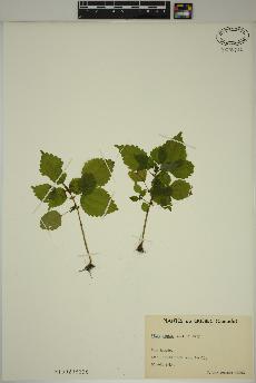 spécimen de Pilea pumila