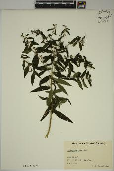 spécimen de Lithospermum officinale