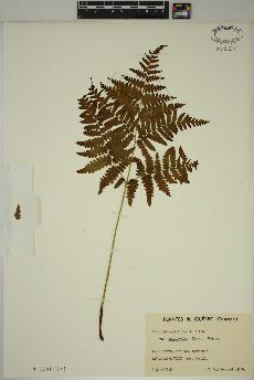 spécimen de Pteridium aquilinum