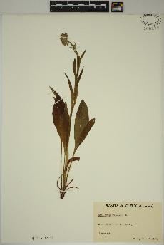 spécimen de Cynoglossum officinale