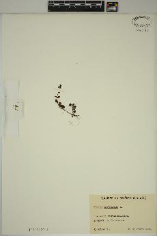 spécimen de Veronica serpyllifolia