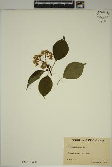 spécimen de Cornus alternifolia