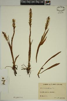 spécimen de Spiranthes romanzoffiana