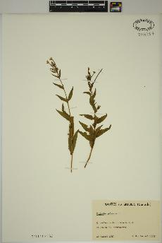 spécimen de Epilobium palustre