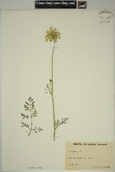 spécimen de Daucus carota