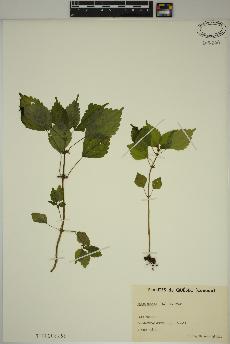spécimen de Pilea pumila