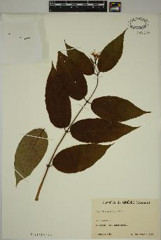 spécimen de Diervilla lonicera