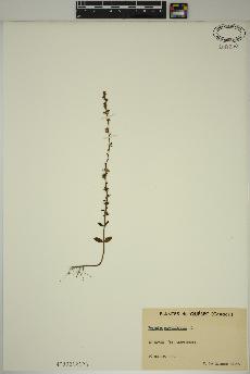 spécimen de Veronica serpyllifolia