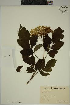 spécimen de Sambucus canadensis