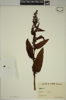 spécimen de Rumex crispus