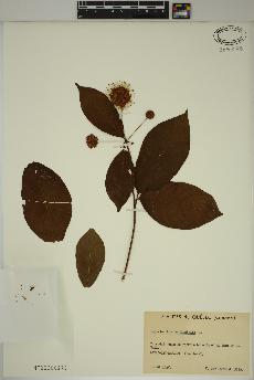spécimen de Cephalanthus occidentalis