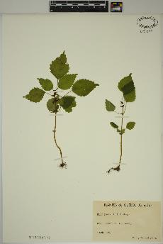 spécimen de Pilea pumila
