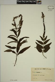 spécimen de Veronica longifolia