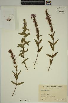 spécimen de Lythrum salicaria