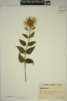 spécimen de Monarda fistulosa