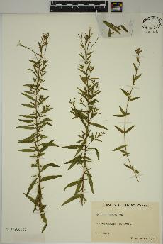 spécimen de Epilobium strictum