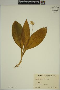 spécimen de Clintonia borealis