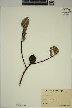 spécimen de Salix discolor