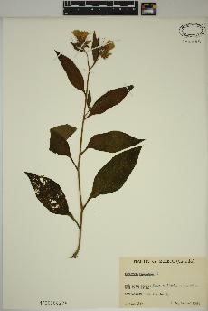 spécimen de Symphytum officinale