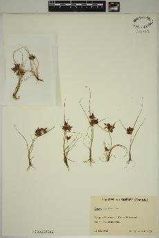 spécimen de Cyperus diandrus