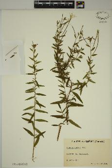 spécimen de Epilobium strictum