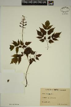 spécimen de Actaea pachypoda