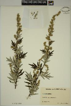 spécimen de Artemisia vulgaris